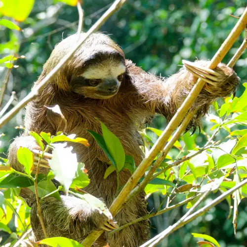 Paresseux à gorge brune