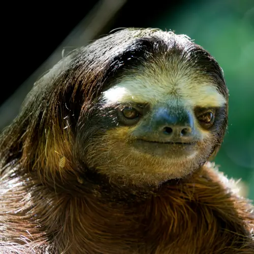 Paresseux à gorge brune