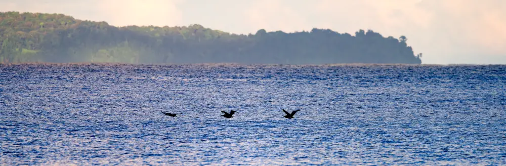 Vol de Pélicans au lever du soleil sur le Pacifique