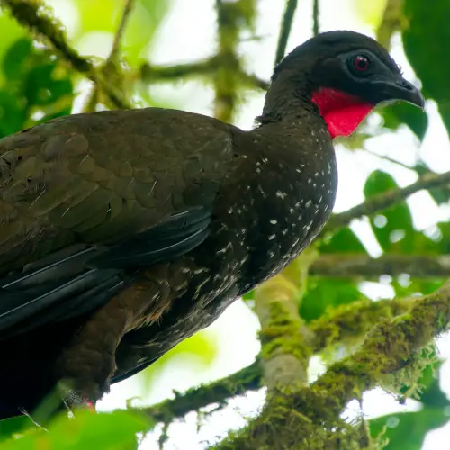 Pénélope panachée