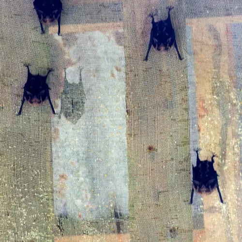 Saccoptères communs