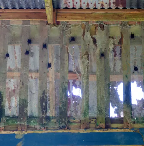 Saccoptères communs