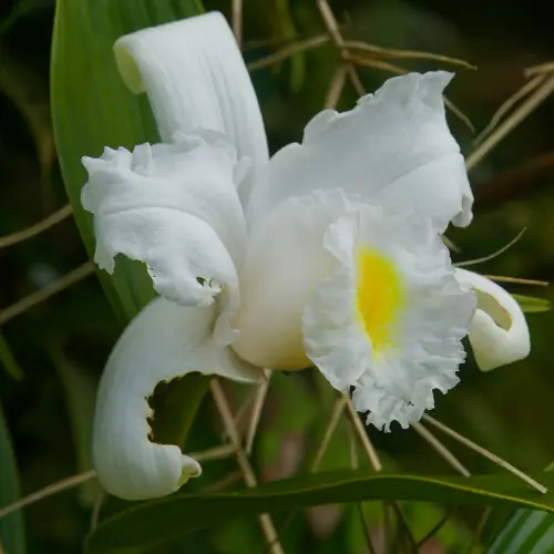 Sobralia chrysostoma