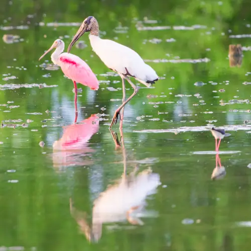 Spatule rosée et Tantale d'Amérique