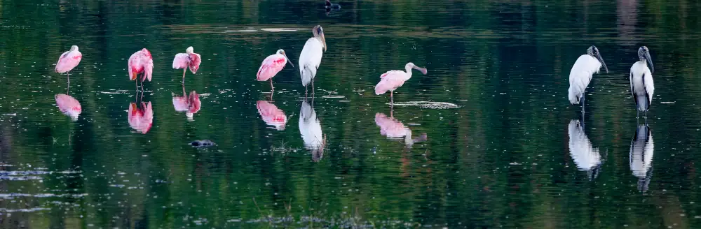 Spatules roses et Tantales d'Amérique