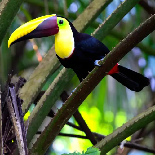 Toucan tocard