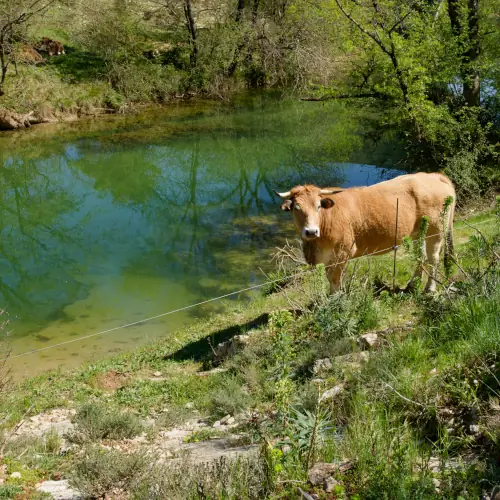 Vache et Lamalou