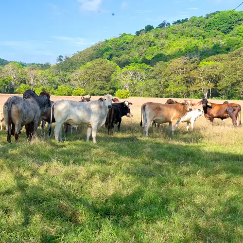 Vaches dans les pâtures