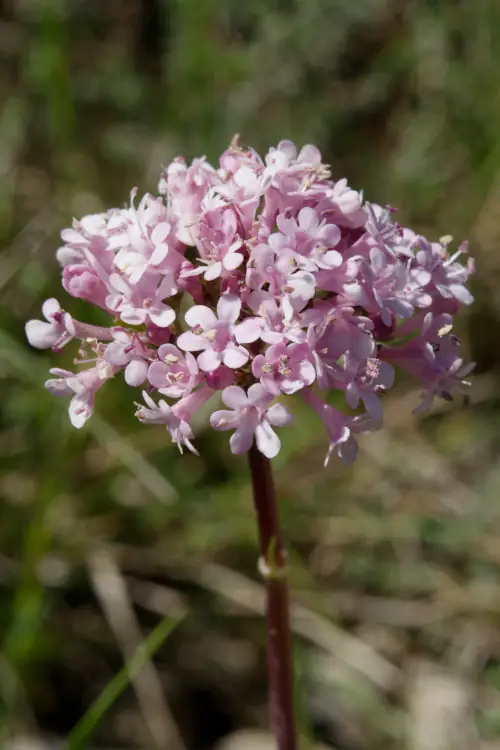 Valériane tubéreuse