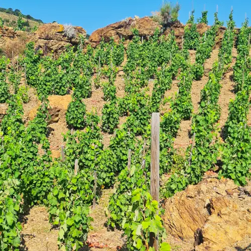 Vignes accrochées face à la mer