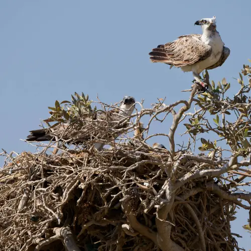 Balbuzards pêcheurs
