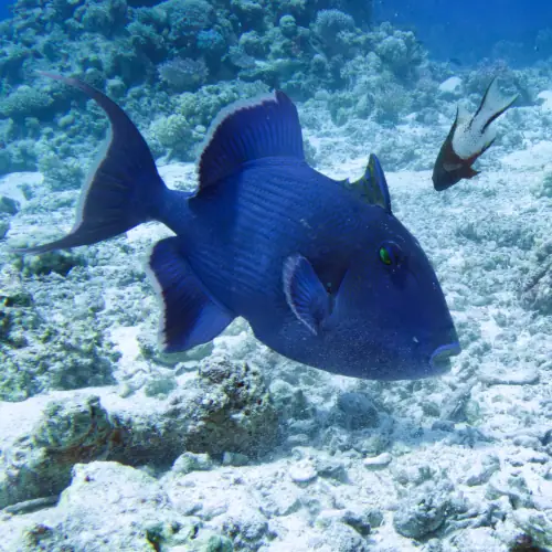 Baliste à rides bleues et son labre lyre