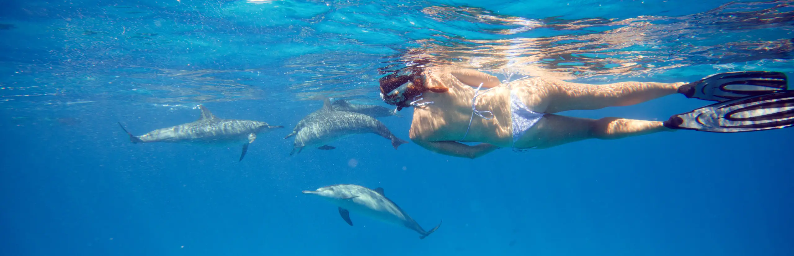 Sataya Dolphin Reef : Plongée et snorkeling avec les dauphins en Mer Rouge