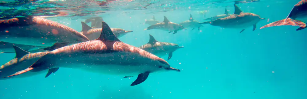 Dauphins à long bec