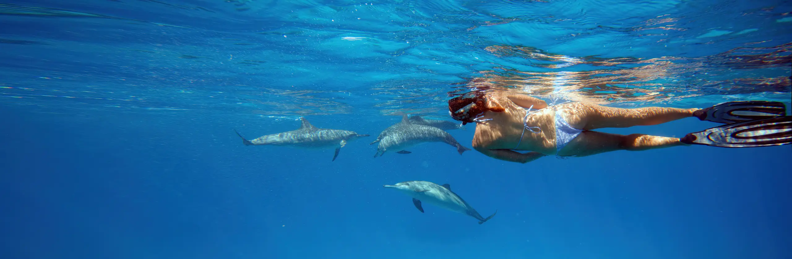 Sataya Dolphin Reef : Plongée et snorkeling avec les dauphins en Mer Rouge