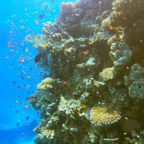 Anthias sur le tombant