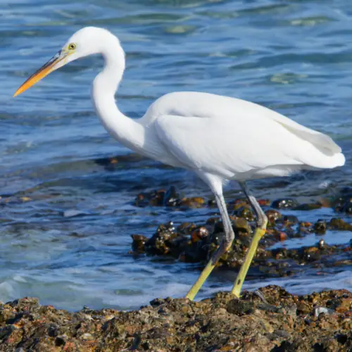 Aigrette des récifs