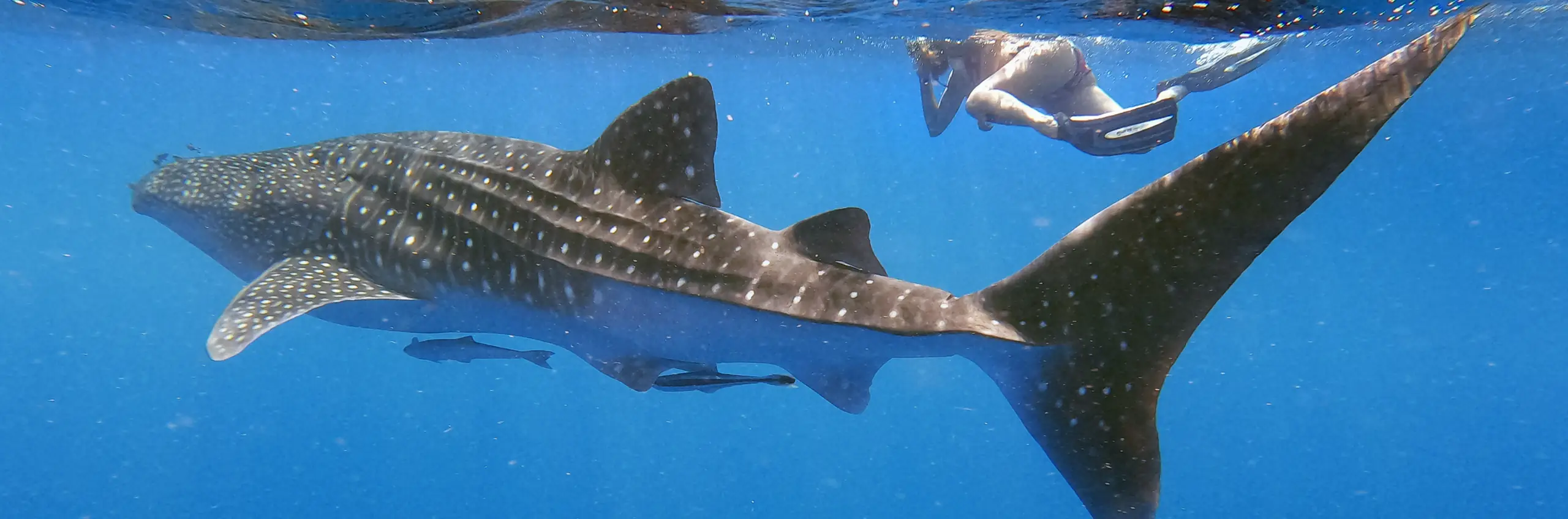 Dauphins, dugongs… et rencontre surprise avec un requin-baleine à Marsa Alam