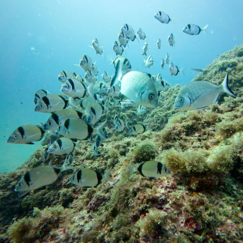 Banc de sars à tête noire