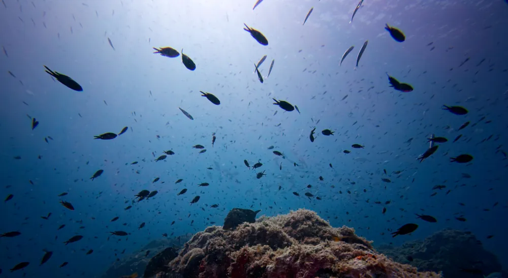 Castagnoles et mérou brun