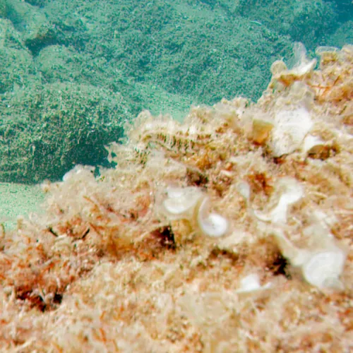 Hippocampe à museau court