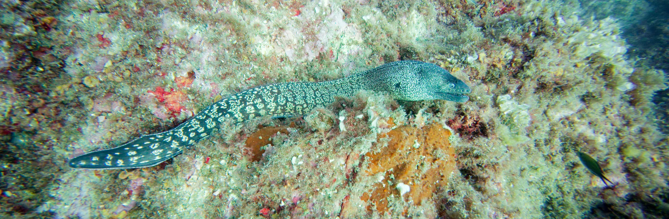 Costa Brava sous l’eau : nos 5 criques coups de cœur