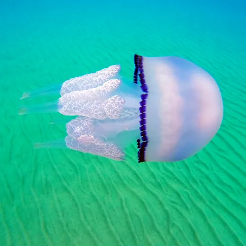 Rhizostome de Méditerranée