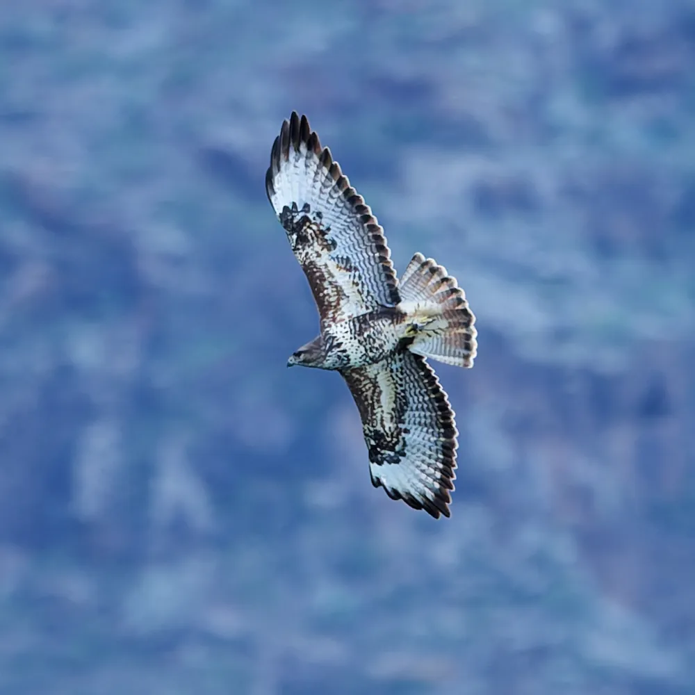 Buse variable