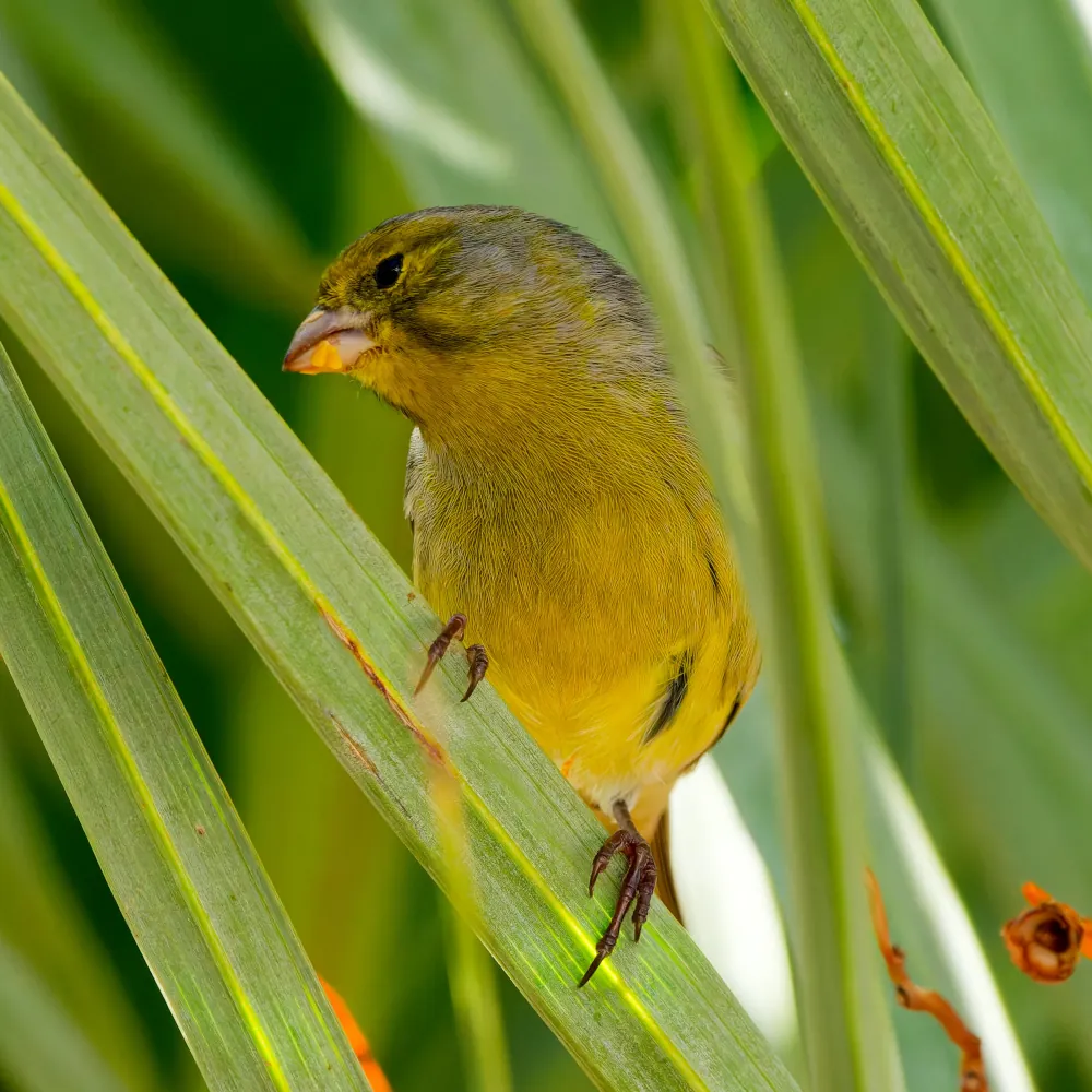 Serin des Canaries