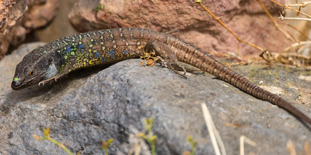 Lézard de Tenerife