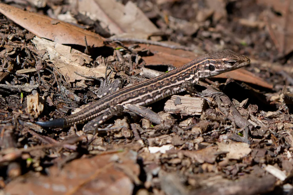 Lézard de Tenerife