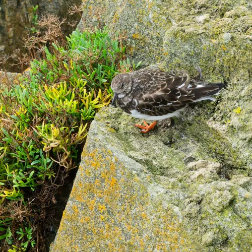 Tournepierre à collier