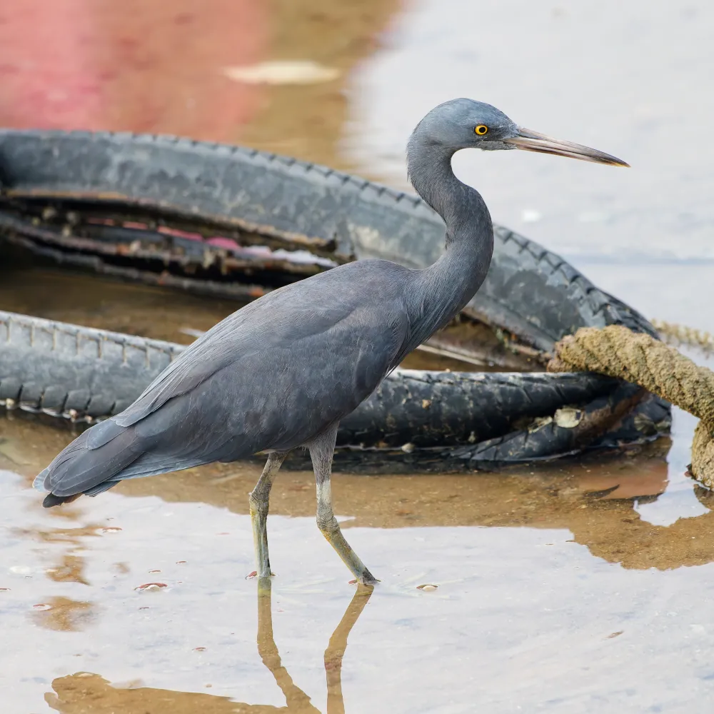 Aigrette Sacrée - Egretta sacra