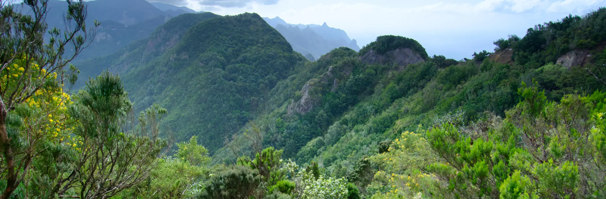 La forêt d’Anaga : une laurisylve ancienne et une biodiversité remarquable