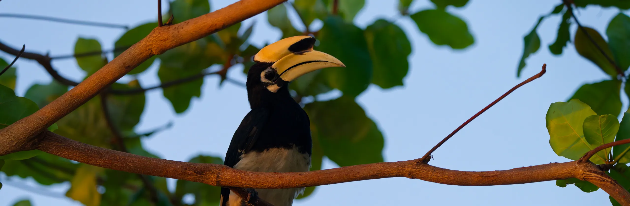 Ko Ngai ou Ko Hai, l’île paradisiaque et touristique