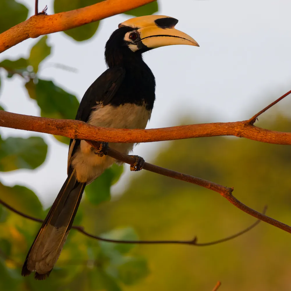 Calao Pie - Anthracoceros albirostris