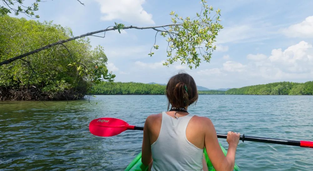 Canoë dans la mangrove