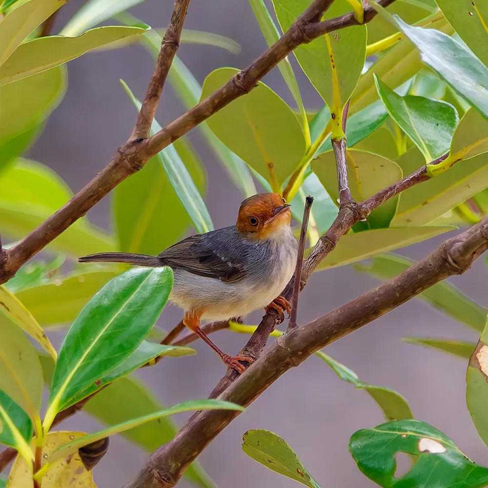 Couturière à tête rousse