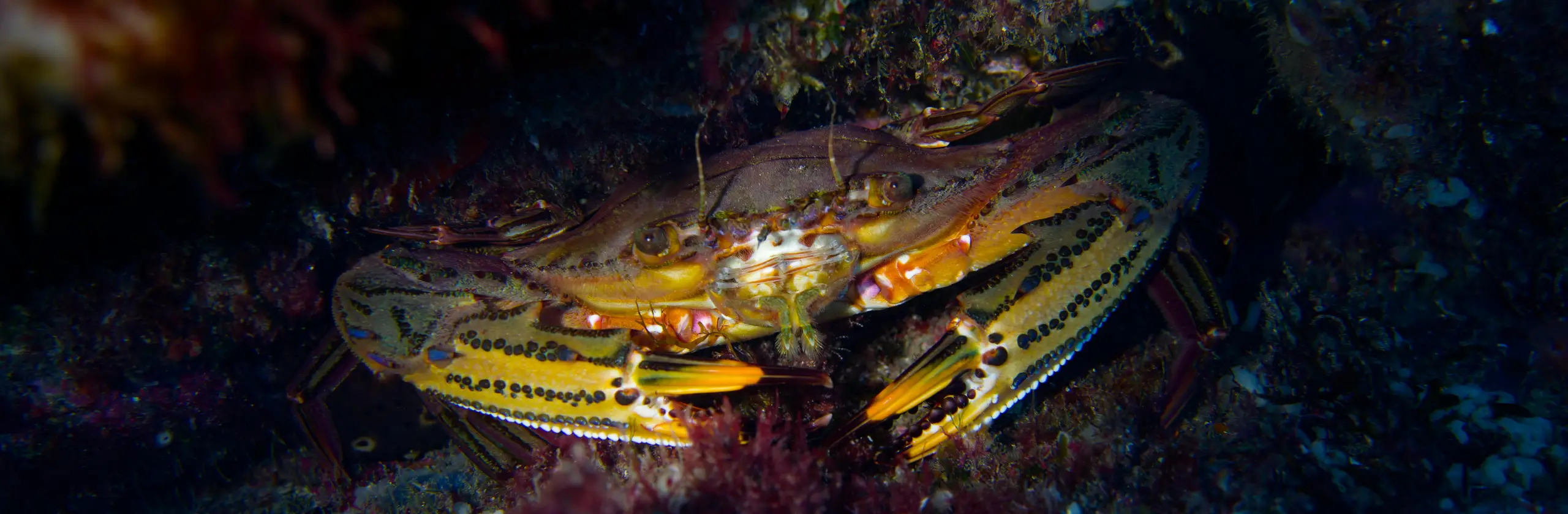 Plongée au Port d’Añaza, diversité de crustacés