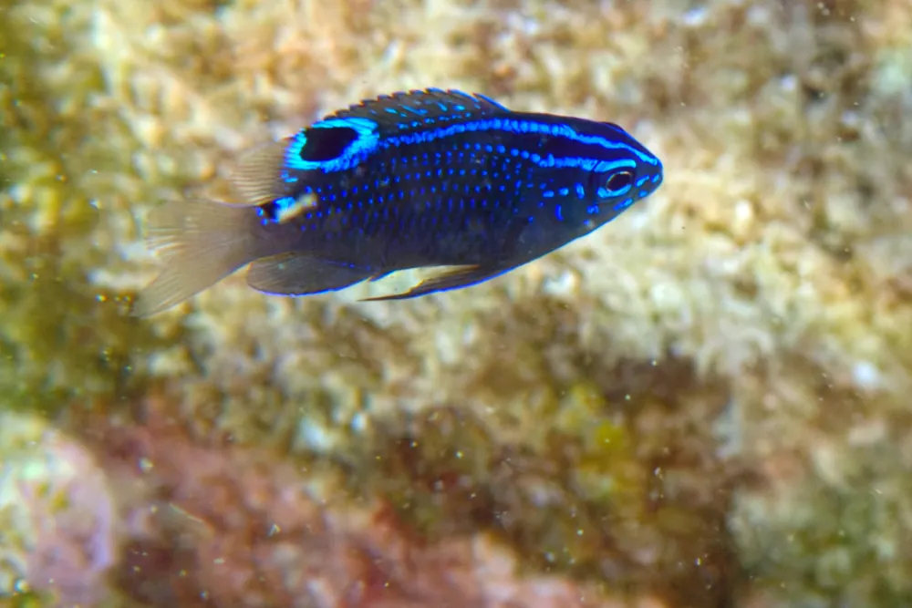 Demoiselle à Trois Taches Pomacentrus tripunctatus