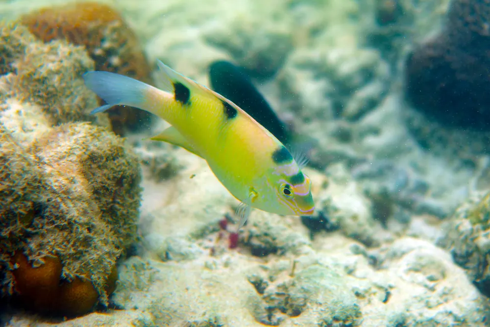 Demoiselle Blanche -Dischistodus perspicillatus