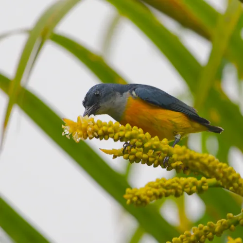 Dicée à ventre orange