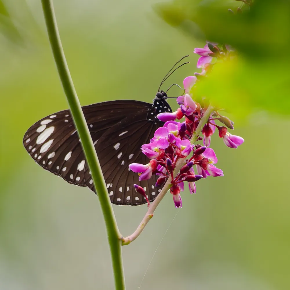 Euploea crameri
