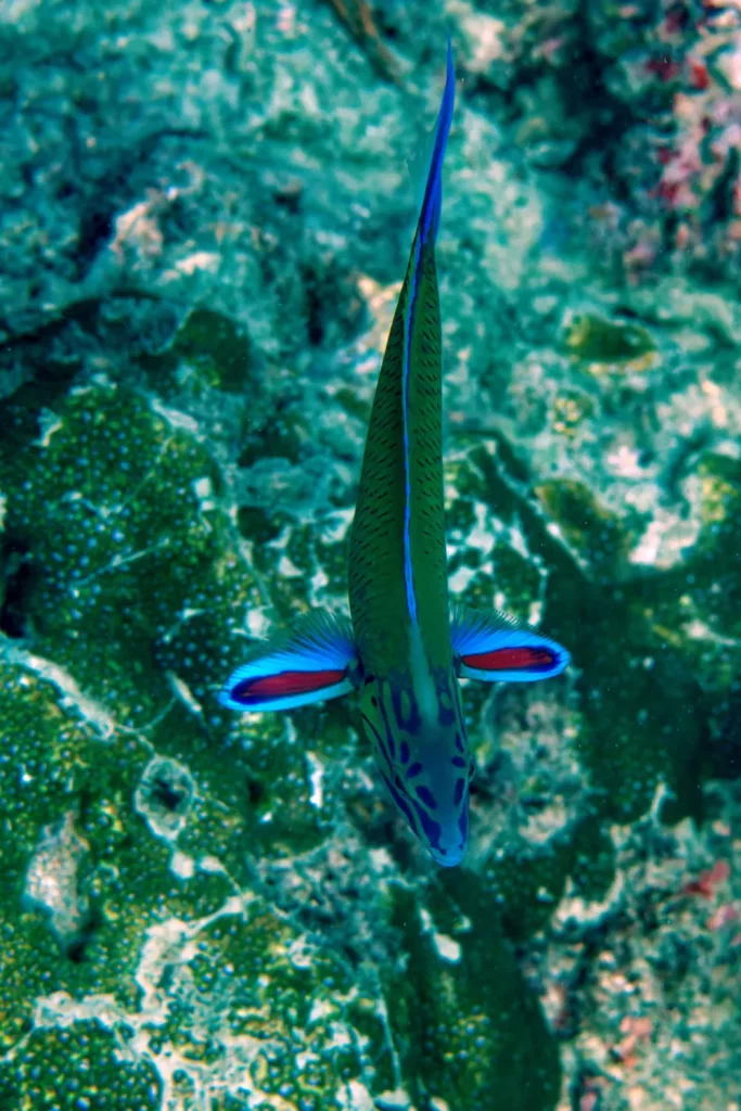 Girelle-paon Vert-Bleu Thalassoma lunare