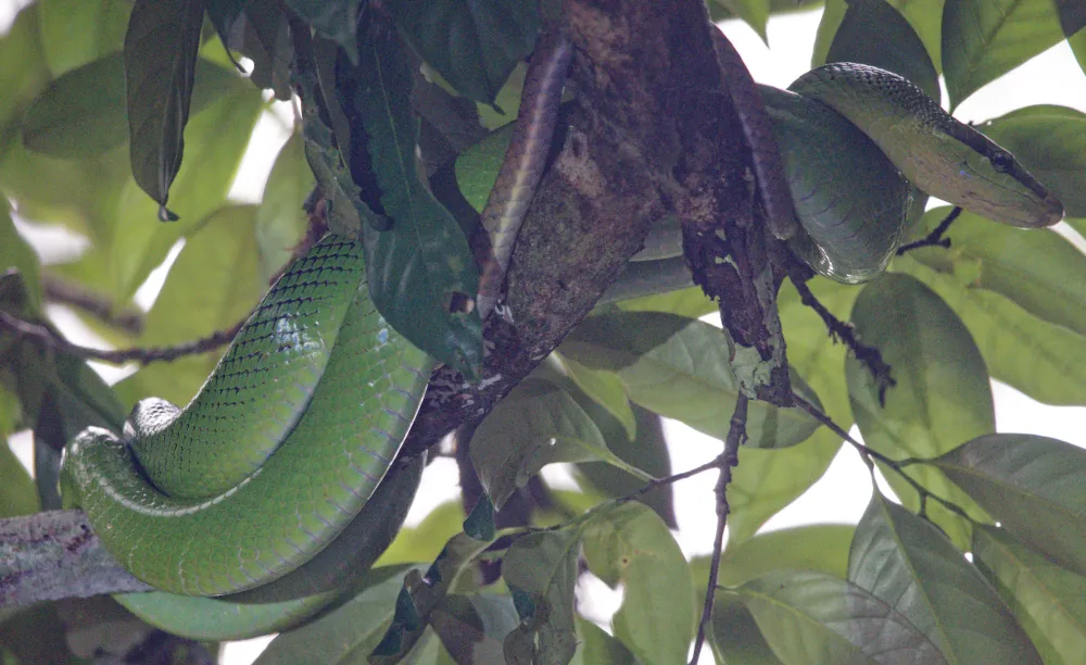 Gonyosoma oxycephalum