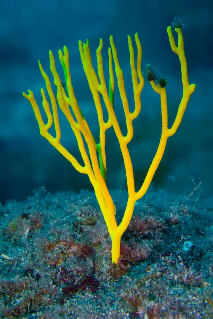 Leptogorgia viminalis