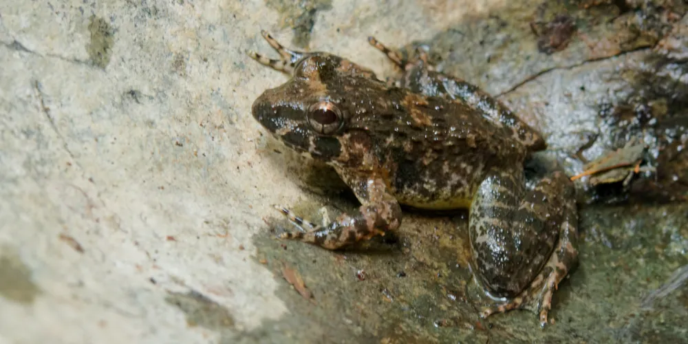 Fejervarya cancrivora