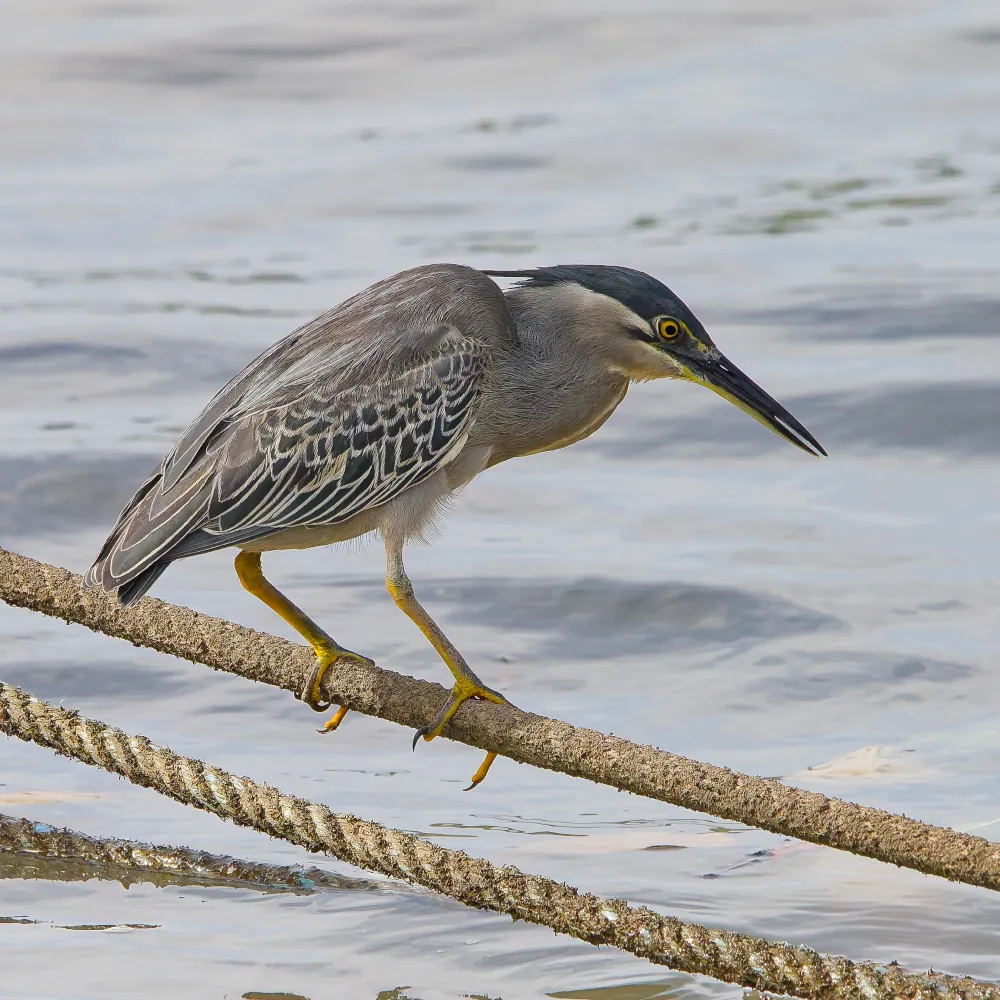 Héron des Mangroves -Butorides atricapilla