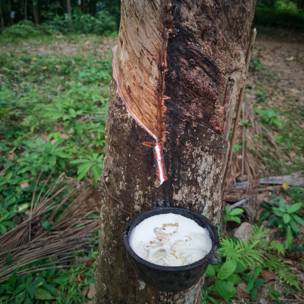 Culture de caoutchouc