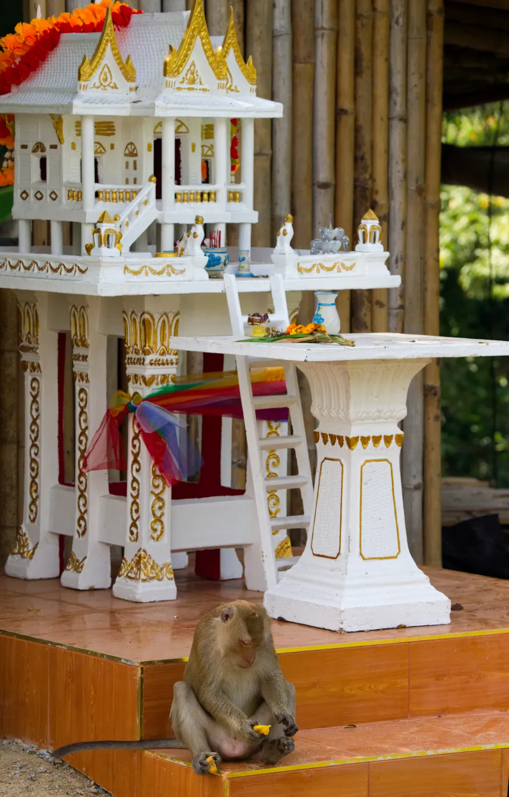 Le macaque a trouvé un butin